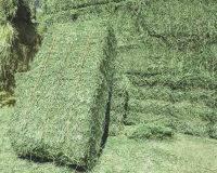 Premium Quality Alfalfa Hay Bales