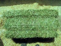 Alfafa Hay,Alfalfa hay with high protein for animal feeding