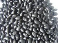 BLACK KIDNEY BEANS – SMALL BLACK BEANS – BEST PRICE AND QUALITY