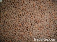 red lentils importers,red lentils buyers,red lentils importer,buy red lentils,red lentils buyer,import red lentils,red lentils suppliers,