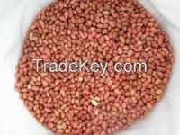 Peanut Kernels From Brazil And Argentina