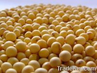 Soybeans