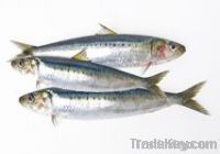 Frozen Fish