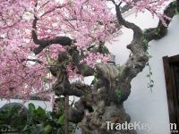 Indoor Tree