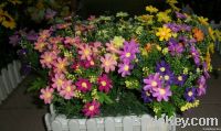 Potted Plant