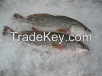 Frozen Barramundi / Asian Seabass /Silver seaparch Fillet (Lates calcarifer) Frozen Farm Raised Seafood