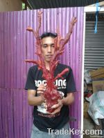 Red Coral Solid