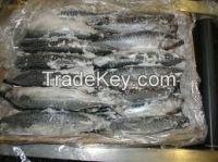 Atlantic Mackerel (Scomber Scombrus)