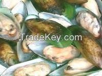 Green Shell Mussels