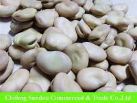 2013 Chinese Broad Beans Factory supplier, cheap price