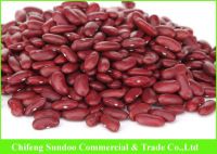 British Type Dark Red Kidney Beans, 2013 new crop.