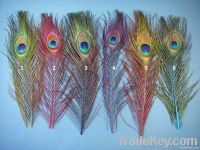 peacock and ostrich feathers for sale