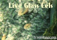Live Glass Eels ( Anguilla Bicolor