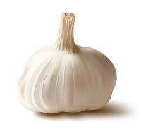 normal white garlic