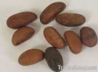 Kola Nuts From Nigeria