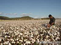 Organic Raw Cotton