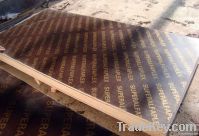 Film Faced Plywood, 1220x2440x12mm
