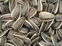 Sunflower Seeds