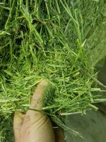 Alfalfa hay in big bales for animal feeding