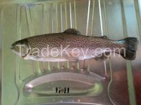 Fresh chilled/ Frozen Rainbow Trout, 100% organic