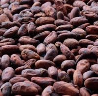 COCOA BEAN AT GOOD PRICE