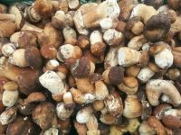 OYSTER MUSHROOMS AT GOOD PRICE