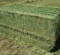 Alfafa Hay for Animal Feeding Stuff Alfalfa, hay/alfalfa hay pellets From South Africa