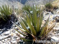 TAMPICO FIBER From Austria
