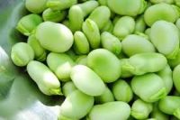 https://cn.tradekey.com/product_view/60-70pcs-100g-Broad-Beans-fava-Beans-5570617.html
