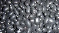  2012 crop Black kidney bean/black bean