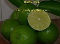FRESH / FROZEN LIME