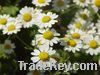 CHAMOMILE