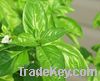 Basil