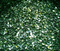 pumpkin seed