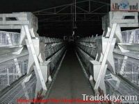 Poultry automatic equipment