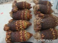 Cycas revoluta seeds