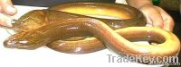 eel fish