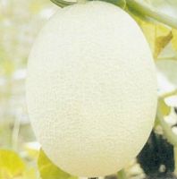 Hybrid Melon Seed