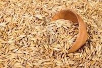 Yellow Corn | wheat Corn