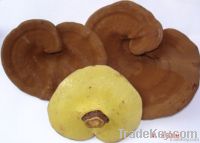 Reishi spore powder Extract