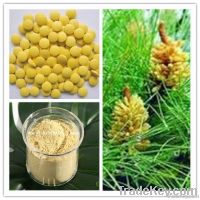 100% Natural Broken Wall Pine Pollen