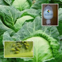 Agrochemical Pesticide Thiacloprid 98%TC