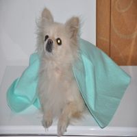 pet care towel From China