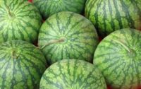 Fresh Water Melons