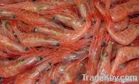Shrimp