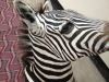 EXOTIC AFRICAN ZEBRA SHOULDER MOUNT