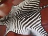 EXOTIC AFRICAN ZEBRA RUG @ 10.3FT