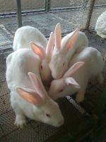 Rabbit Meat From Kenya