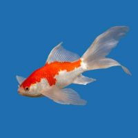 Goldfish