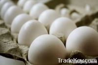 fresh table eggs
